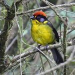 Birding Tours Bolivia