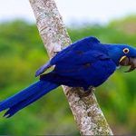 Birding Tours Brazil