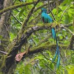 Birding Tours Guatemala