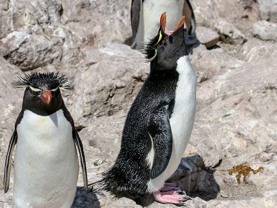 Southern Rockhopper Penguin © Luis Segura
