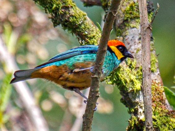 Galería Birding Bolivia 565x424