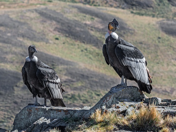 Galería Wildlife SW Patagonia 565x424
