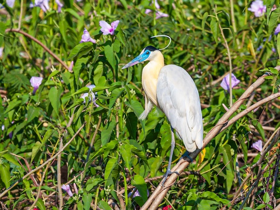 Galería Birding Pantanal & Cerrado 565x424