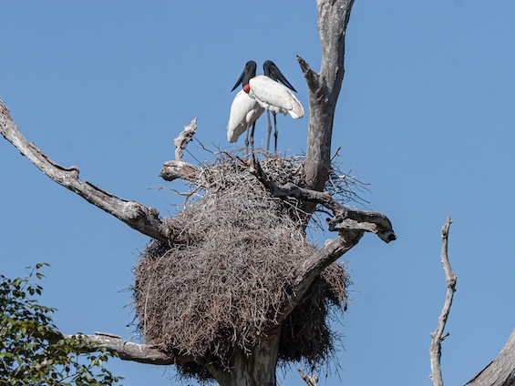 Galería Birds and WL Pantanal & Cerrado (set dept.) 565x424