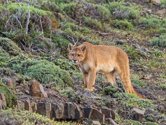 Galería Wildlife SW Patagonia 565x424