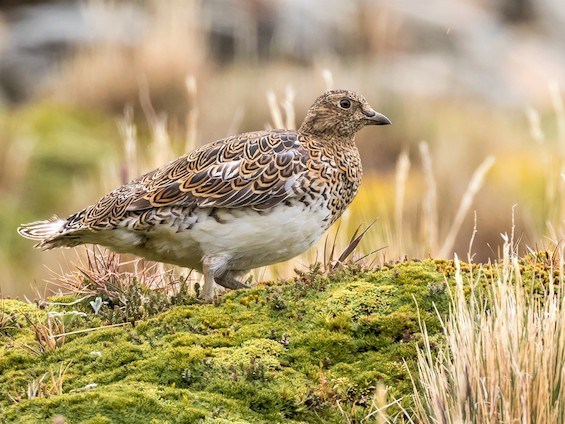 Galería Birding SW Patagonia and TdF 565x424