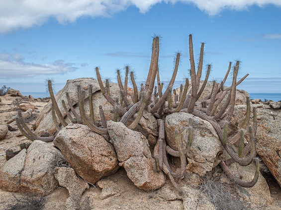 Galería Cacti of Chile 565x424