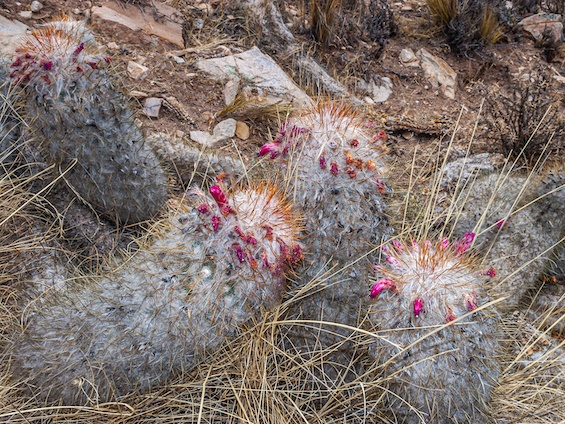 Galería Cacti of Northwestern Argentina 565x424