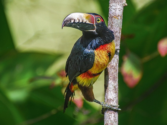 Galería Birds and WL Belize and Tikal 565x424