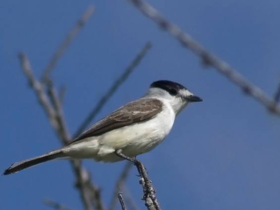 Galería Birding Northern Pampas 565x424