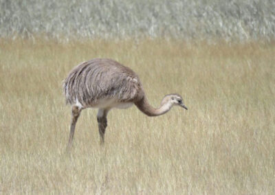 Lesser Rhea © Nicolás Olejnik