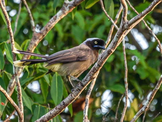Birding Colombia from Andes to Orinoco