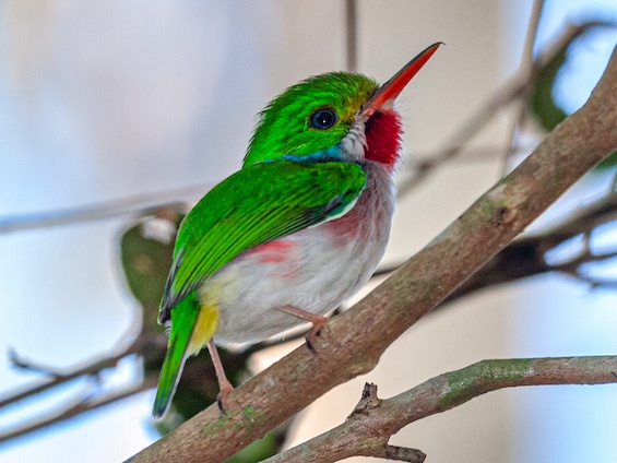 Birding Cuba