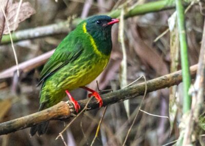 Green-and-black Fruiteater © Luis Segura