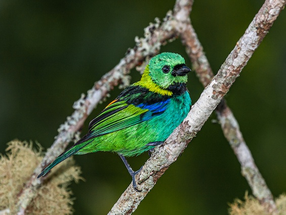 Iguazú National Park