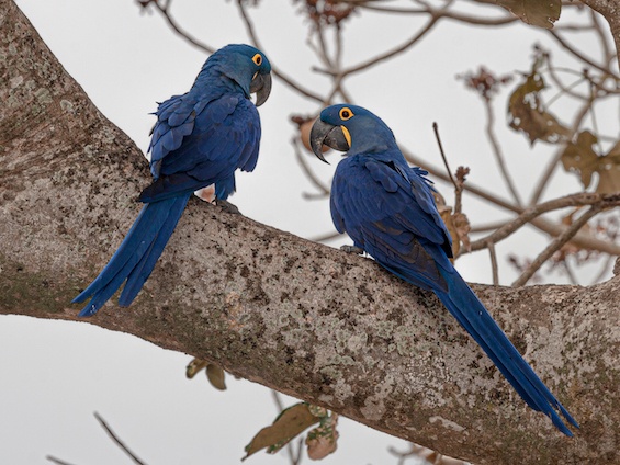 Birding Northern Pantanal and Cerrado