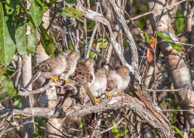 Long-tailed Ground Dove © Luis Segura