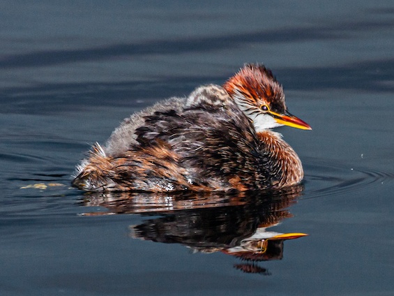 Birding Bolivia