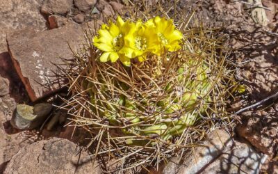 Cacti of Bolivia