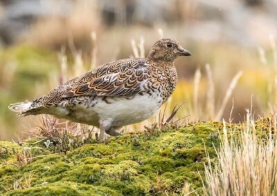 Birding Southwestern Patagonia & Tierra del Fuego