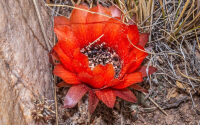 Cacti of Northwestern Argentina